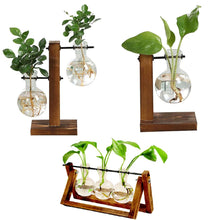 Carregar imagem no visualizador da galeria, Terrarium Hidropônicos GlassGreen Decoração 06 DMAZI Kit Edna