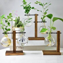Carregar imagem no visualizador da galeria, Terrarium Hidropônicos GlassGreen Decoração 06 DMAZI Kit Luisa 
